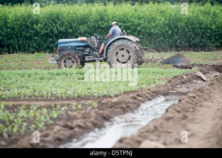 Landwirt Traktor in der Nähe von Reihen von Sämlingen in Betrieb einer Obstplantage in Chile, Südamerika Stockfoto