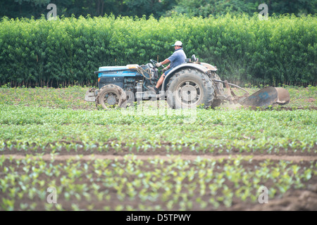 Landwirt Traktor in der Nähe von Reihen von Sämlingen in Betrieb einer Obstplantage in Chile, Südamerika Stockfoto