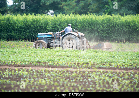 Landwirt Traktor in der Nähe von Reihen von Sämlingen in Betrieb einer Obstplantage in Chile, Südamerika Stockfoto