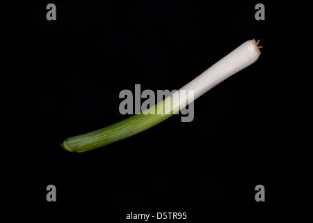 Frische Baby Lauch auf isoliert auf einem schwarzen Hintergrund Stockfoto