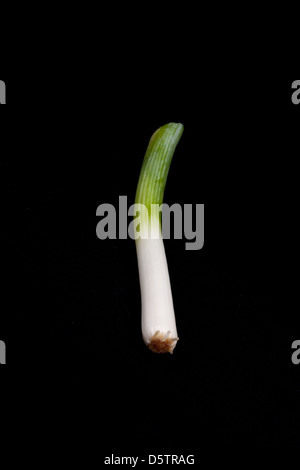 Frischem Lauch auf isoliert auf einem schwarzen Hintergrund Stockfoto