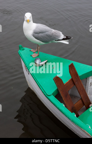 Silbermöwe thront auf der Seite ein Ruderboot Stockfoto