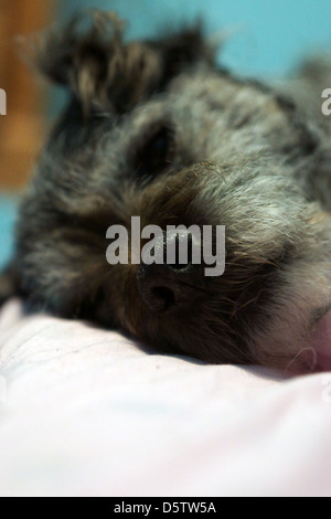 Border Terrier Gesicht Nase Ohren Hund schlafen Bett Stockfoto