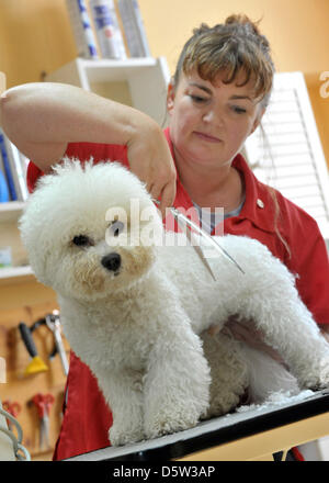 Dog Groomer Anke Schaefer arbeitet an Bichon Frise "Chico" in Stadtroda, Deutschland, 28. September 2012. Anke Schaefer ist der Kapitän der deutschen Nationalmannschaft der Hundesalon. Die deutschen Meisterschaften der Hundesalon wird am 06 und 7. Oktober 2012 in Stadtroda stattfinden. Foto: MARTIN SCHUTT Stockfoto