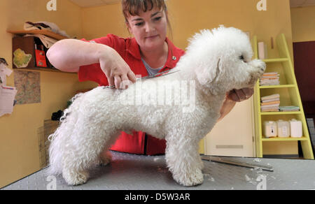 Dog Groomer Anke Schaefer arbeitet an Bichon Frise "Chico" in Stadtroda, Deutschland, 28. September 2012. Anke Schaefer ist der Kapitän der deutschen Nationalmannschaft der Hundesalon. Die deutschen Meisterschaften der Hundesalon wird am 06 und 7. Oktober 2012 in Stadtroda stattfinden. Foto: MARTIN SCHUTT Stockfoto