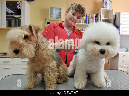 Dog Groomer Anke Schaefer auf Lakeland Terrier funktioniert "Luisa" (L) und Bichon Frise "Chico" in Stadtroda, Deutschland, 28. September 2012. Anke Schaefer ist der Kapitän der deutschen Nationalmannschaft der Hundesalon. Die deutschen Meisterschaften der Hundesalon wird am 06 und 7. Oktober 2012 in Stadtroda stattfinden. Foto: MARTIN SCHUTT Stockfoto