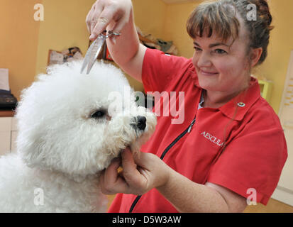 Dog Groomer Anke Schaefer arbeitet an Bichon Frise "Chico" in Stadtroda, Deutschland, 28. September 2012. Anke Schaefer ist der Kapitän der deutschen Nationalmannschaft der Hundesalon. Die deutschen Meisterschaften der Hundesalon wird am 06 und 7. Oktober 2012 in Stadtroda stattfinden. Foto: MARTIN SCHUTT Stockfoto