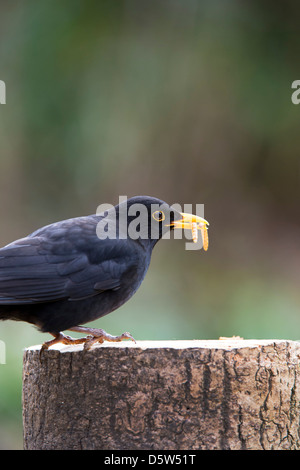 Turdus merula. Blackbird Fütterung auf Mehlwürmer auf einem Baumstumpf Stockfoto