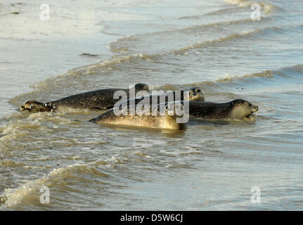 Vier junge Seehunde von der Seehundstation in Norddeich sind an einem Strand auf der Insel Juist, Deutschland, 4. Oktober 2012 in die Wildnis zurück. Zwischen 50 und 100 verwaiste Dichtungen sind jedes Jahr auf die Seehundstation angesprochen und dann zurück in die Wildnis. Foto: INGO WAGNER Stockfoto