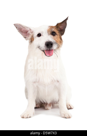 Jack Russel Terrier Hund auf dem weißen Hintergrund Stockfoto