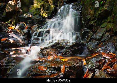 Kleiner Wasserfall, versteckt im tropischen Regenwald. Thailand Stockfoto