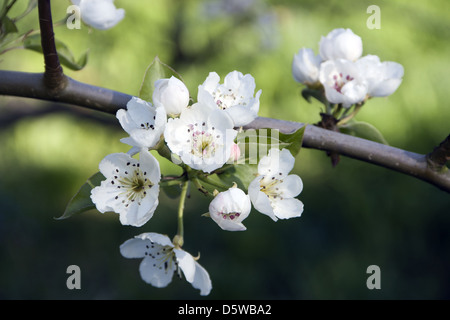 Apple Blossom Stockfoto