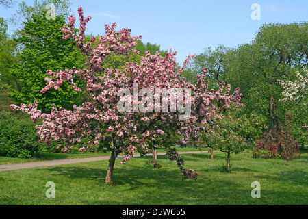 Schöne blühende rosa Baum im Frühlingsgarten. Stockfoto