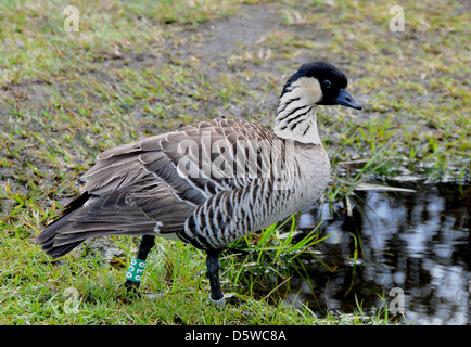 Die Nene oder hawaiianische Gans ist ein Vogelarten endemisch auf den hawaiischen Inseln. Es ist der offizielle Staatsvogel von Hawaii. Stockfoto