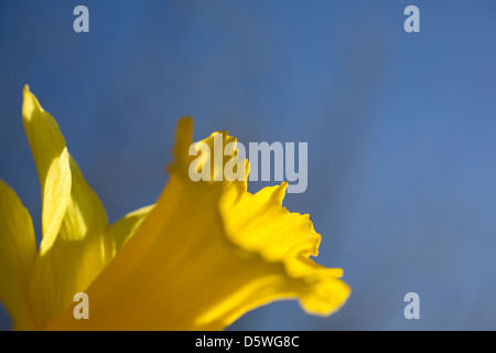 Narzisse gegen blauen Himmel Stockfoto