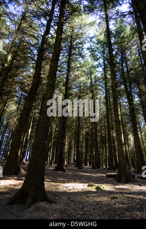 Hohe Kiefern im Wald von Bowland Beacon fiel Stockfoto