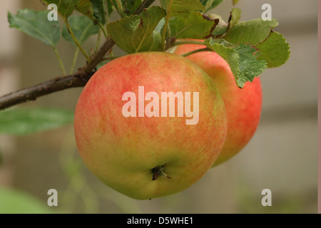 Reife Discovery Äpfel auf einem Baum bereit zum Pflücken. Stockfoto