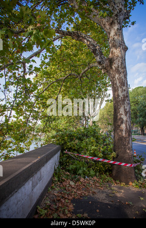 unfertige in einem Boulevard, Äste Stockfoto
