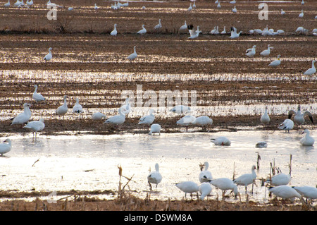 Schneegänse Fütterung auf dem Frühjahrszug. Stockfoto