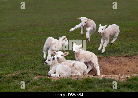 Frühjahr Lämmer spielen auf Rasen Wiese Stockfoto