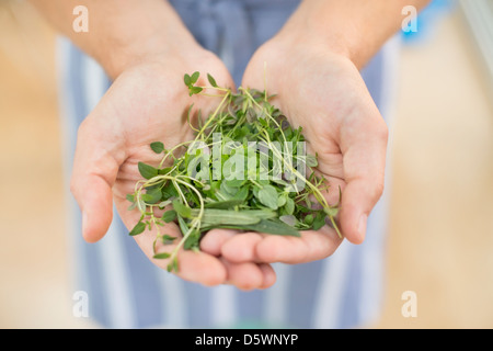 Hände halten Bund Kräuter Stockfoto