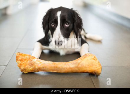 Hund Essen Knochen am Boden Stockfoto