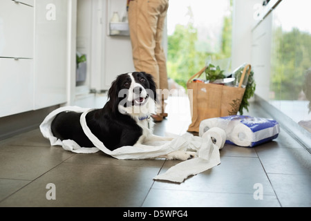 Hund entrollen Toilettenpapier auf Etage Stockfoto