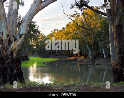 Am späten Nachmittag Licht auf den Murrumbidgee River in der Nähe von Balranald, New South Wales Australien Stockfoto