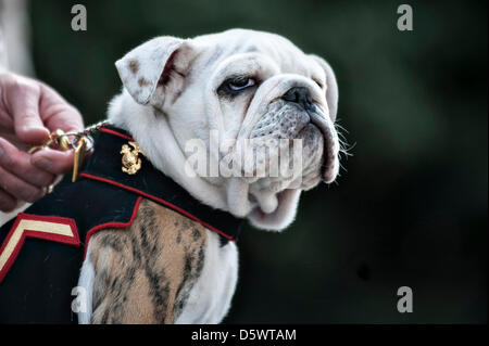 PFC. Chesty XIV, offizielle Maskottchen des Marinecorps in-Trainings, am Ende seiner Adler, Kugel und Anker Emblem-Siegerehrung in den Marine Barracks in Washington, DC. Die Zeremonie markiert den Abschluss von Chesty XIV-Rekrut-training und grundlegende Indoktrination in das Corps. In den kommenden Monaten die jungen servieren Marine in einem Maskottchen-Lehrling Rollen für den Rest der den Sommer gemeinsam mit seinem Vorgänger und mentor SGT Chesty XIII Ruhestand der Sergeant Ende August erwartet wird. Stockfoto