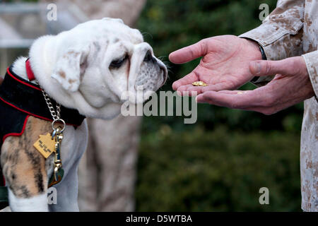 PFC. Chesty XIV, offizielle Maskottchen des Marinecorps in Ausbildung, starrt auf Steinadler, Kugel und Anker Embleme während ein Emblem-Siegerehrung in den Marine Barracks in Washington, DC. Die Zeremonie markiert den Abschluss von Chesty XIV-Rekrut-training und grundlegende Indoktrination in das Corps. In den kommenden Monaten die jungen servieren Marine in einem Maskottchen-Lehrling Rollen für den Rest der den Sommer gemeinsam mit seinem Vorgänger und mentor SGT Chesty XIII Ruhestand der Sergeant Ende August erwartet wird. Stockfoto