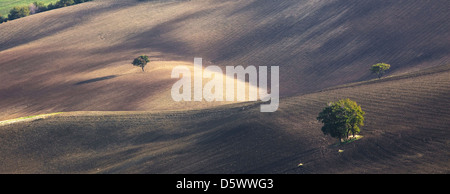 Bäume wachsen in trockenen Landschaft im ländlichen Raum Stockfoto