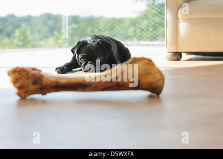 Hundeknochen Sie Widerstand gegen im Wohnzimmer Stockfoto