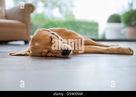 Hund schläft auf dem Boden des Wohnzimmers Stockfoto