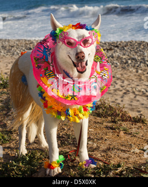 Weißer Schäferhund in Hawaii-Thema Kostüm mit Leis, Hula Rock und Schwimmen Ring Stockfoto