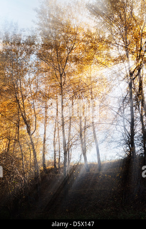 Hellen Strahlen der Sonne durch die Äste der Bäume Stockfoto