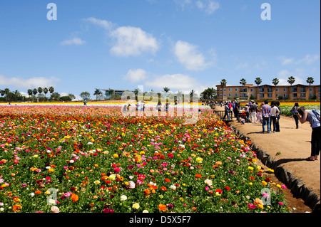 Ranunculus Felder blühen in Carlsbad, Kalifornien Stockfoto