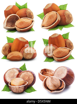 Sammlung von Haselnüssen mit Blättern auf weißem Hintergrund Stockfoto