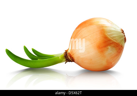 Zwiebel mit frischem Grün sprießen. Clipping-Pfad Stockfoto