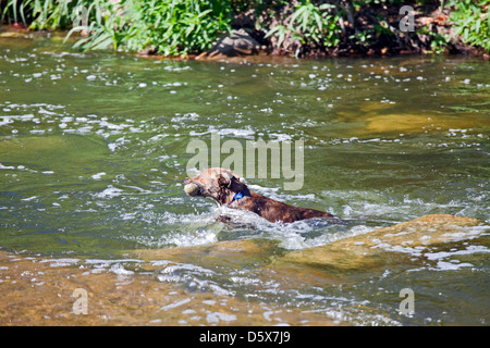 Hund im Los Angeles River an Glendale Narrows, Atwater, Los Angeles, Kalifornien, USA Stockfoto