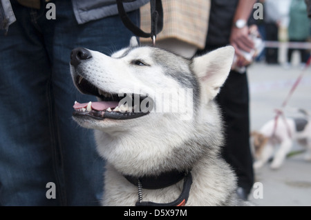 Siberian Husky ein Satz Stockfoto