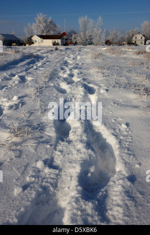 zwei Sätze von menschlichen Spuren im tiefen Schnee über Feld führt zu abgelegenen ländlichen Gemeinde in Forget Saskatchewan Kanada Stockfoto