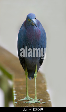 LITTLE BLUE HERON (Egretta Caerulea) am Boardwalk, Corkscrew Swamp Audubon Sanctuary, Florida, USA. Stockfoto