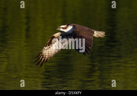 Fischadler (Pandion haliaetus) im Flug, J. N. Ding Darling National Wildlife Refuge, Sanibel Island, Florida, USA. Stockfoto