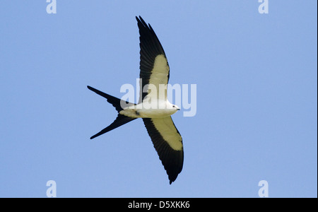 SWALLOW-TAILED KITE (Elanoides Forficatus) im Flug, Fort Myers, Florida, USA. Stockfoto