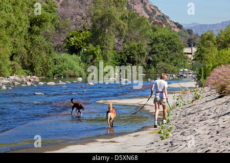 Hunde im Los Angeles River an Glendale Narrows, Atwater, Los Angeles, Kalifornien, Stockfoto