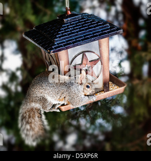 Graue Eichhörnchen am Futterhäuschen sitzen und Essen Samen Stockfoto