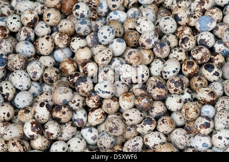 Wachteleier Stockfoto