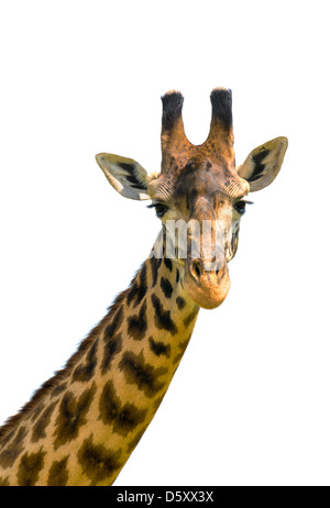 Kopf der Giraffe auf weißem Hintergrund Stockfoto