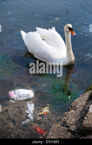 Schwan auf verschmutztem Wasser mit Kunststoff Verschmutzung durch Abfälle und eine Ölpest Stockfoto