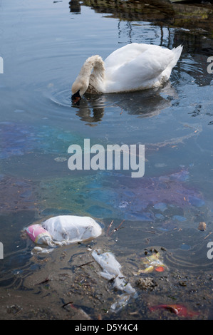 Schwan, die Fütterung in verschmutztem Wasser voller Müll und Öl Stockfoto